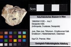 Foto (Objket + Etiketten) von Decapoda indet. 